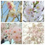 もうすぐ 🌸桜🌸 の季節で“ さくら”づくし ✨