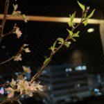 河津桜⁎ .｡❀ *で乾杯🥂